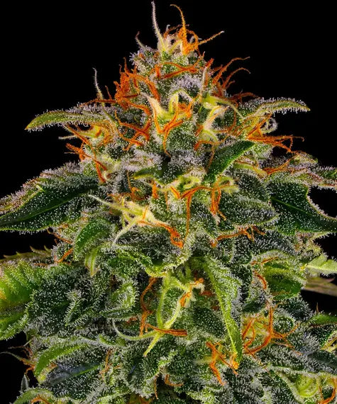 Moby Dick – Barney’s Farm – Sortenabbildung