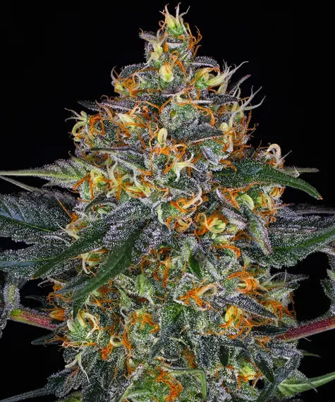 Moby Dick Auto – Barney’s Farm – Sortenabbildung