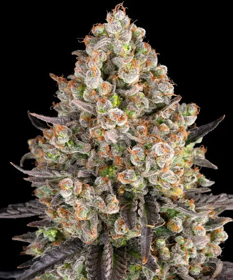OG Kush – Barney’s Farm – Sortenabbildung