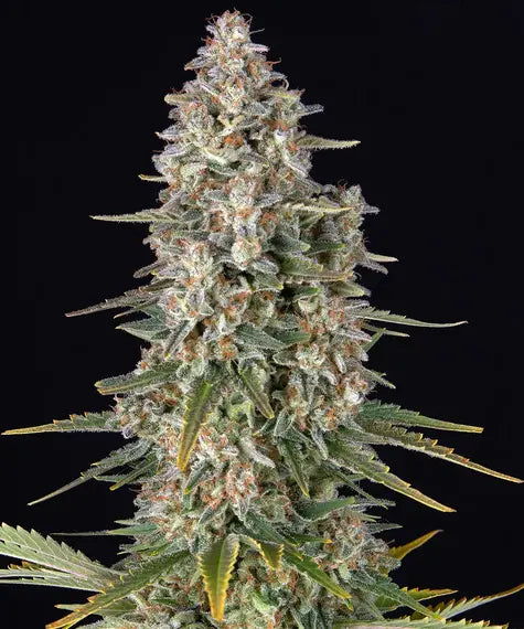 Pineapple Chunk – Barney’s Farm – Sortenabbildung