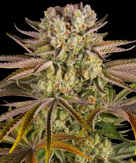 Pineapple Express – Barney’s Farm – Sortenabbildung