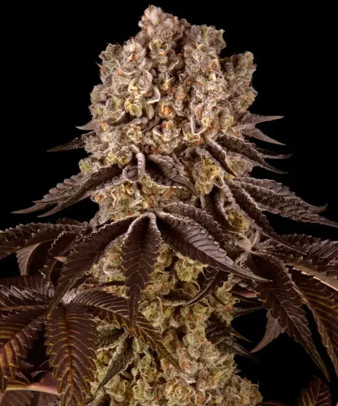 Purple Punch – Barney’s Farm – Sortenabbildung