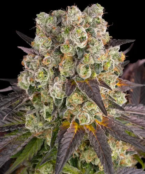 Purple Punch x Lemon Drizzle – Barney’s Farm – Sortenabbildung