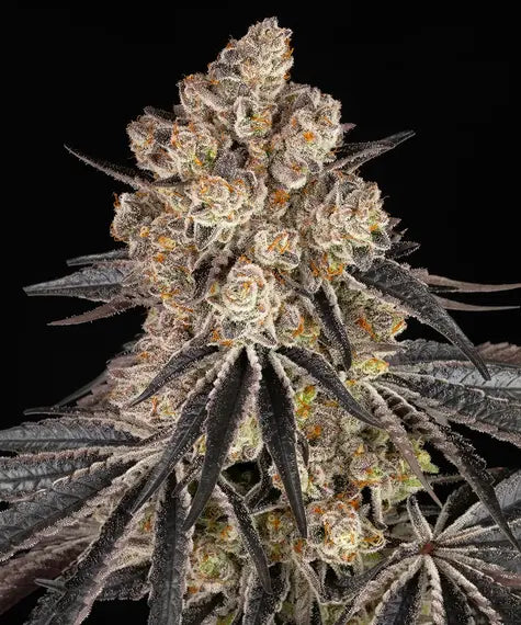 Rainbow Sherbet – Barney’s Farm – Sortenabbildung