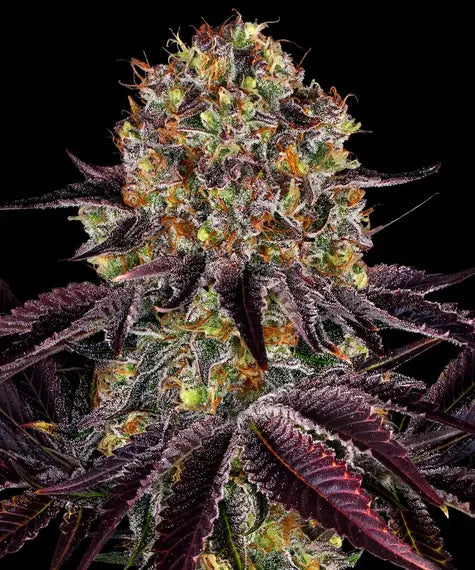 Runtz x Layer Cake – Barney’s Farm – Sortenabbildung