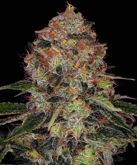 Shiskaberry – Barney’s Farm – Sortenabbildung