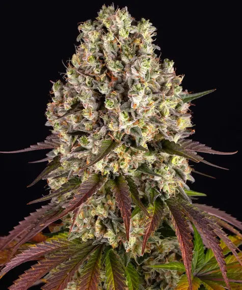 Sour Diesel – Barney’s Farm – Sortenabbildung