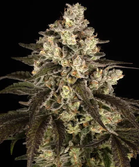 Trainwreck – Barney’s Farm – Sortenabbildung