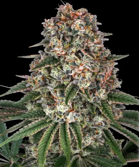 Tropicanna Banana – Barney’s Farm – Sortenabbildung