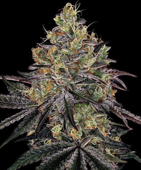 Watermelon Zkittlez – Barney’s Farm – Sortenabbildung