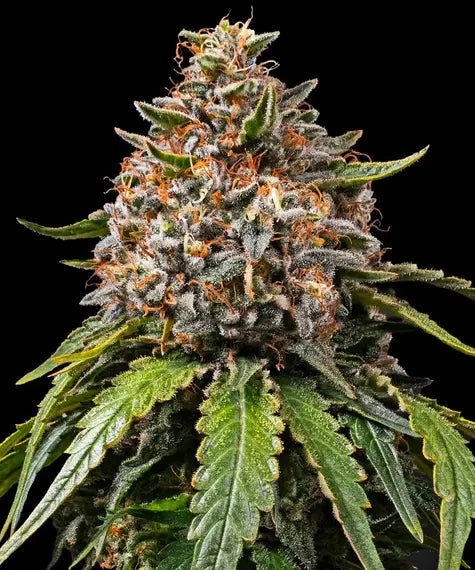 White Widow XXL – Barney’s Farm – Sortenabbildung