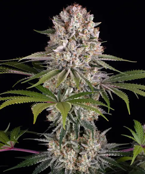 Amnesia Haze – Barney’s Farm – Sortenabbildung
