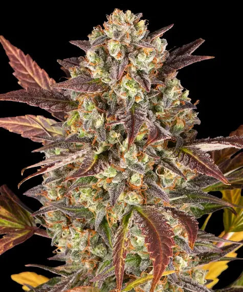 Amnesia Haze Auto – Barney’s Farm – Sortenabbildung
