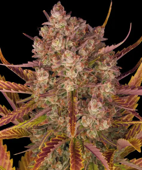 Dos Si Dos Auto – Barney’s Farm – Sortenabbildung