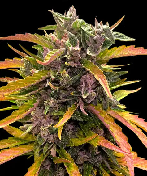 Gorilla Glue Auto – Barney’s Farm – Sortenabbildung