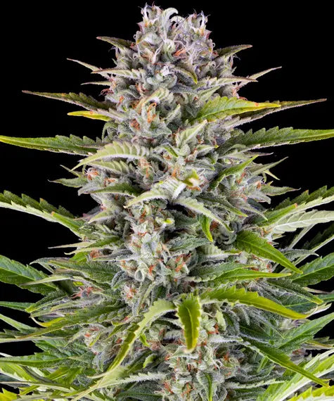 Gorilla Zkittlez Auto – Barney’s Farm – Sortenabbildung