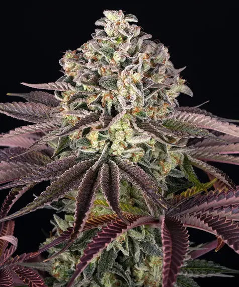 GrandDaddy Purple – Barney’s Farm – Sortenabbildung