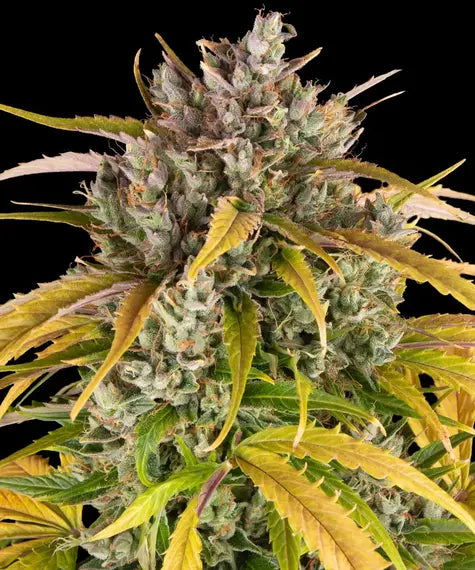 LSD Auto – Barney’s Farm – Sortenabbildung