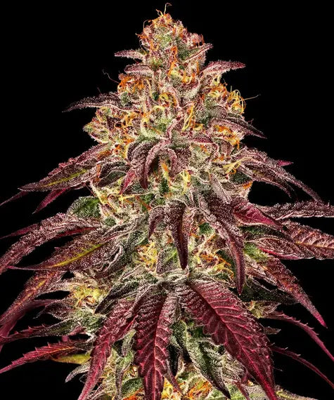 Mimosa x Orange Punch Auto – Barney’s Farm – Sortenabbildung