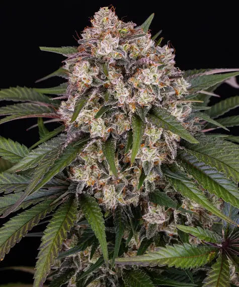 OG Kush Auto – Barney’s Farm – Sortenabbildung