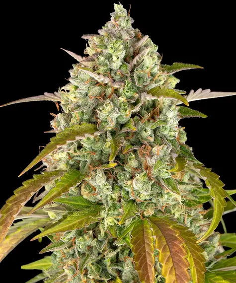 Pineapple Express Auto – Barney’s Farm – Sortenabbildung