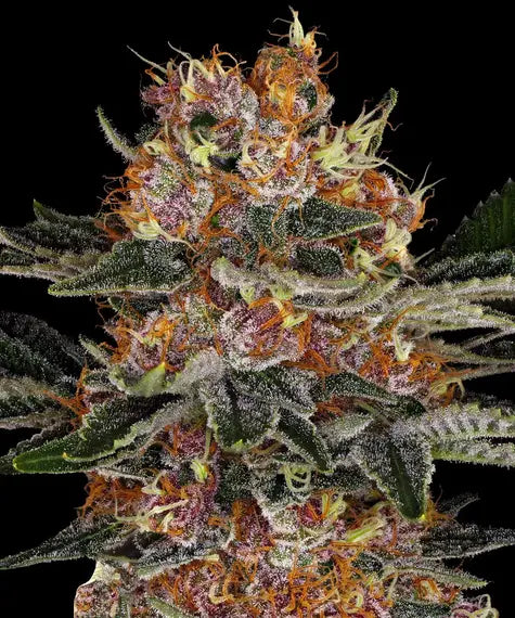 Purple Punch Auto – Barney’s Farm – Sortenabbildung