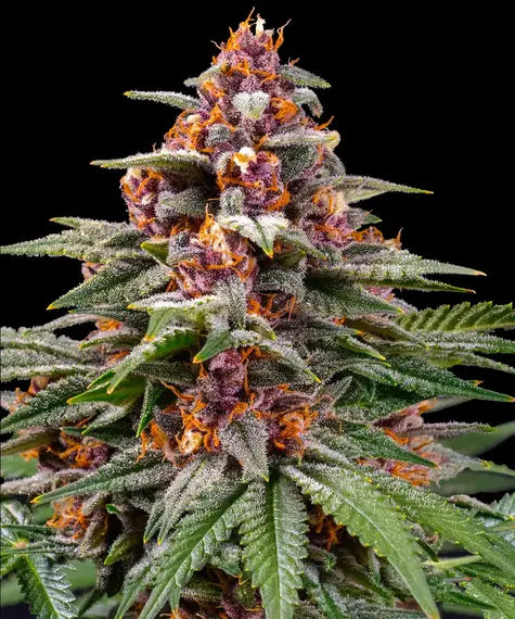 Runtz Auto – Barney’s Farm – Sortenabbildung