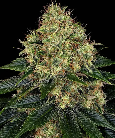 Skywalker OG Auto – Barney’s Farm – Sortenabbildung