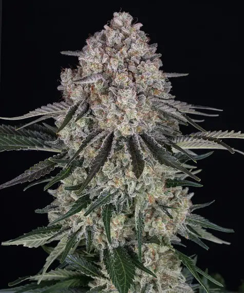 Sour Diesel Auto – Barney’s Farm – Sortenabbildung