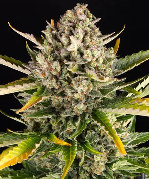 Strawberry Cheesecake Auto – Barney’s Farm – Sortenabbildung