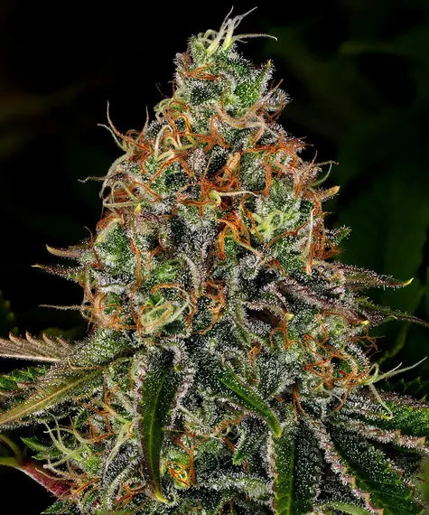 Tangerine Dream Auto – Barney’s Farm – Sortenabbildung