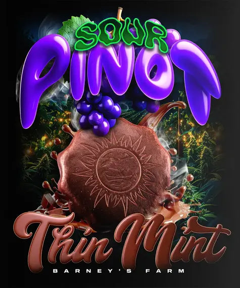 Thin Mint x Sour Pinot Auto – Barney’s Farm – Sortenabbildung