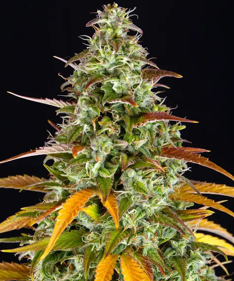 Watermelon Zkittlez Auto – Barney’s Farm – Sortenabbildung