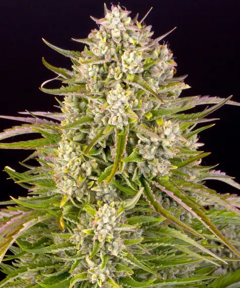 Wedding Cake Auto – Barney’s Farm – Sortenabbildung