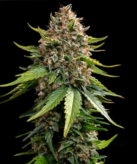 White Widow XXL Auto – Barney’s Farm – Sortenabbildung