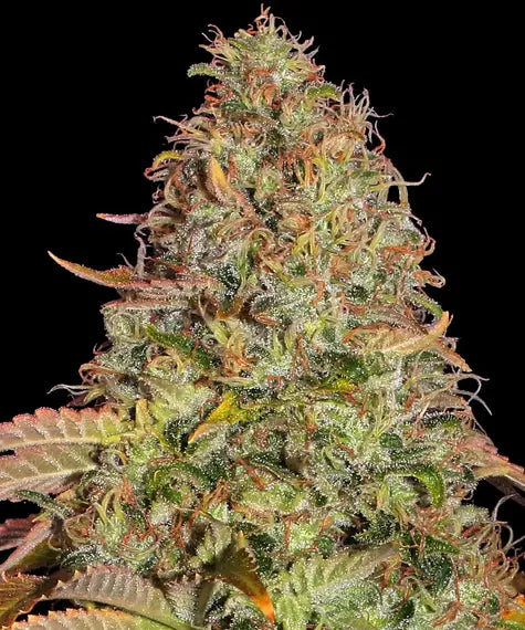 Zkittlez OG Auto – Barney’s Farm – Sortenabbildung