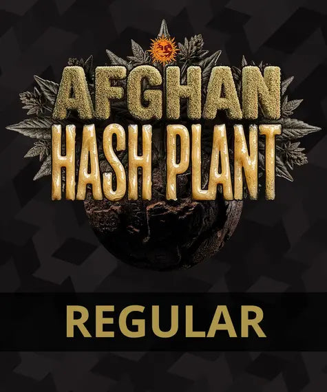 INAKTIV-Afghan Hash Plant Regular – Barney’s Farm – Sortenabbildung