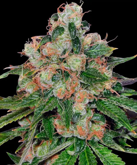 INAKTIV-CBD Caramel Regular – Barney’s Farm – Sortenabbildung