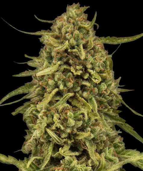 INAKTIV-Widow Remedy Regular – Barney’s Farm – Sortenabbildung