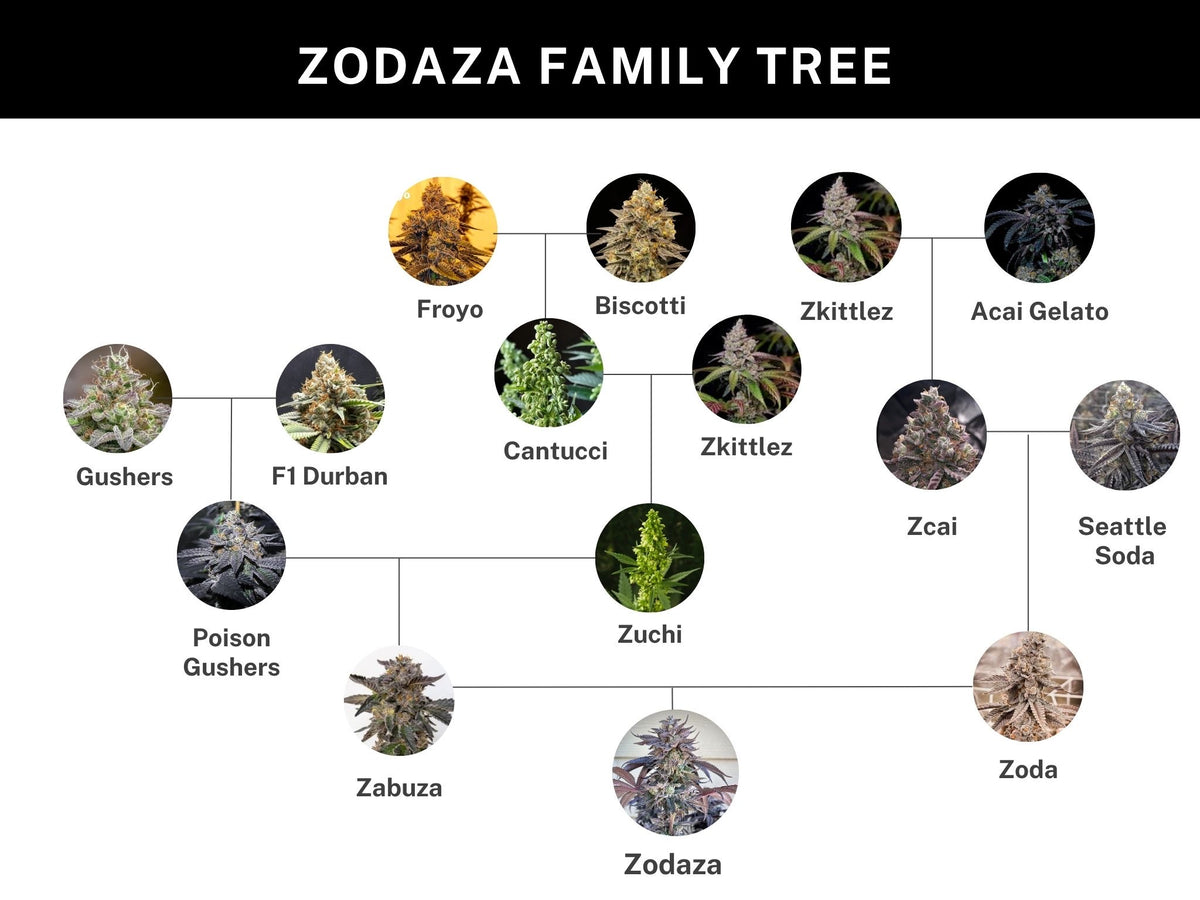 
                  
                    Umami Seed.co - ZODAZA
                  
                