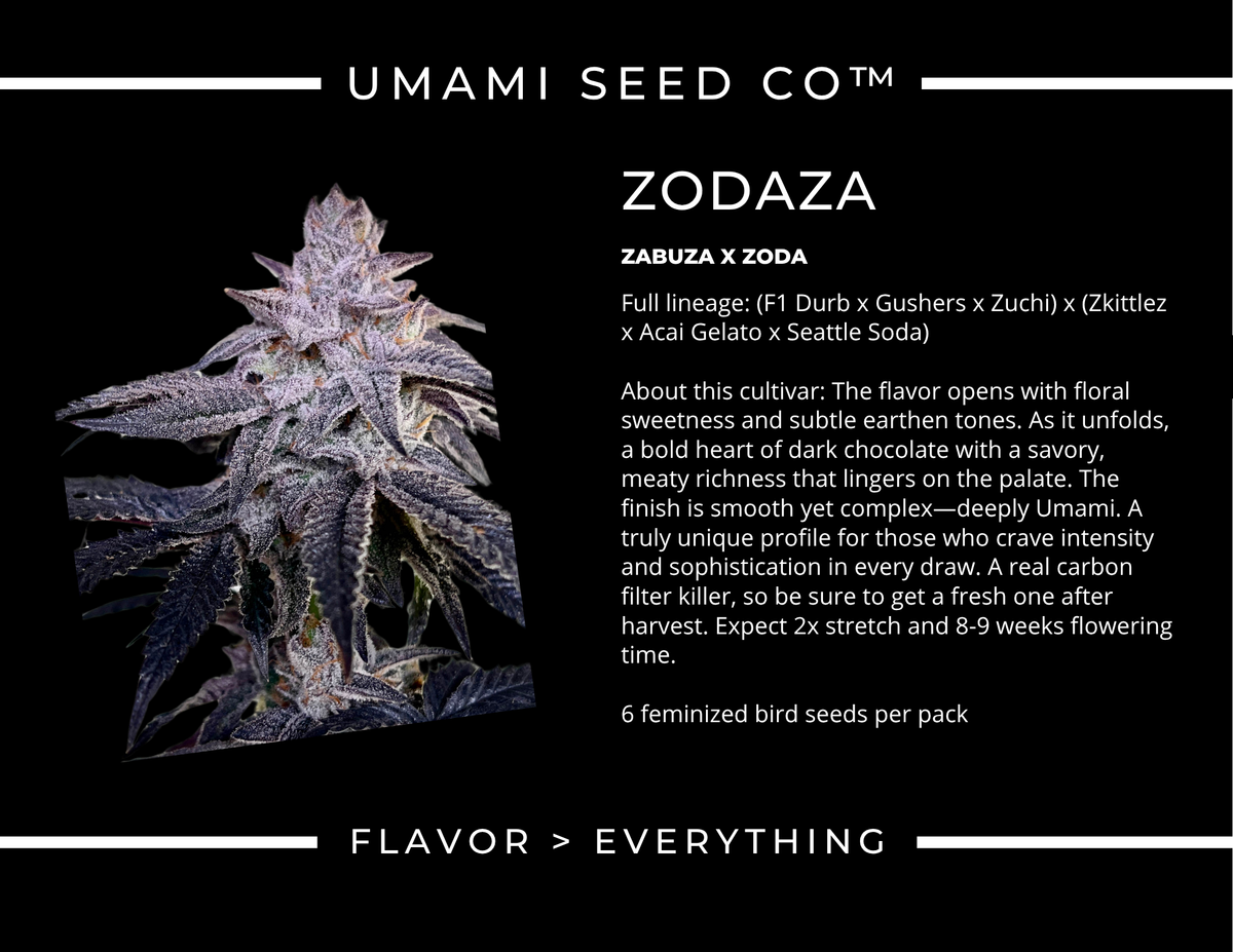 
                  
                    Umami Seed.co - ZODAZA
                  
                