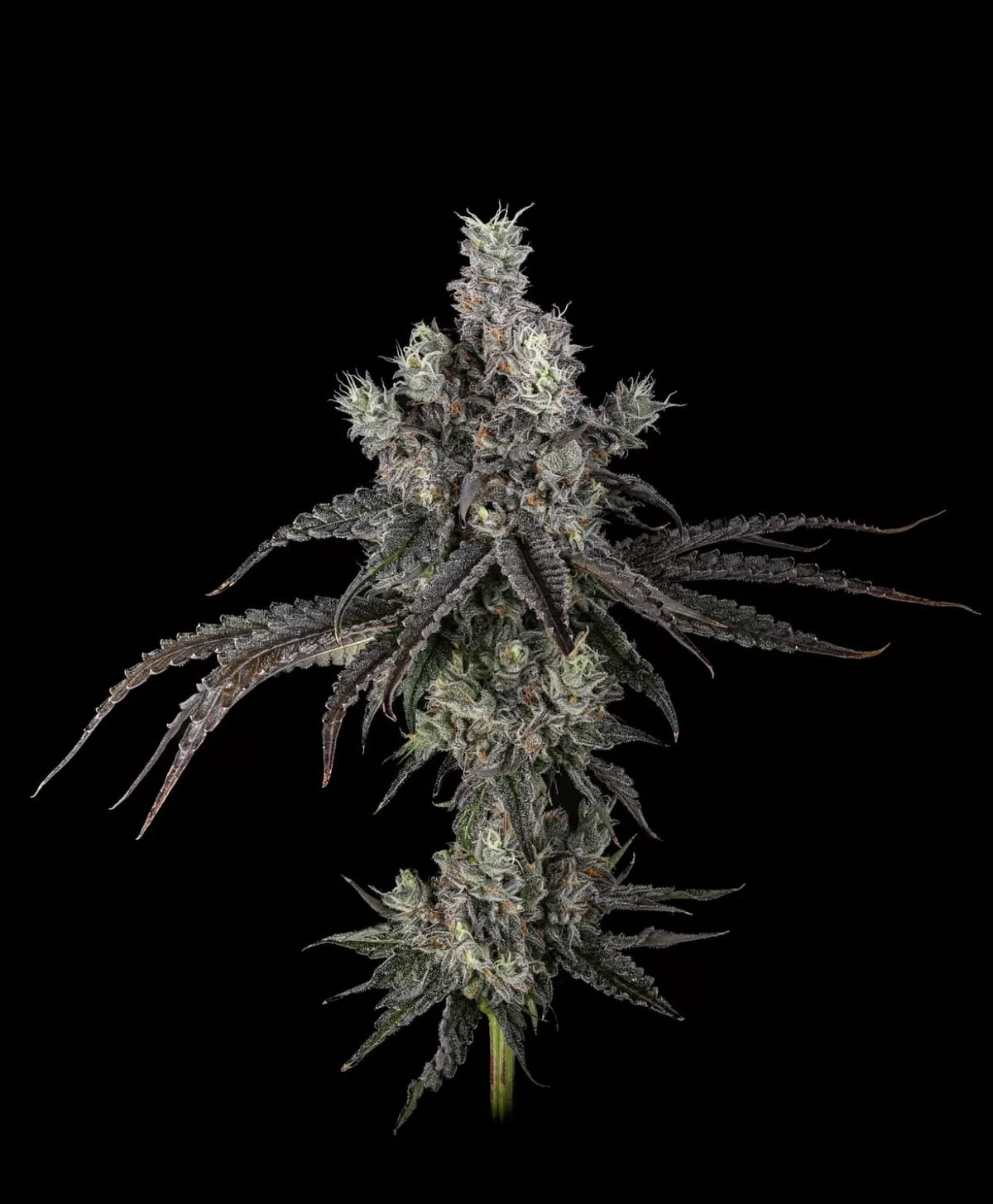 
                  
                    Umami Seed.co - ZODA Bx1
                  
                