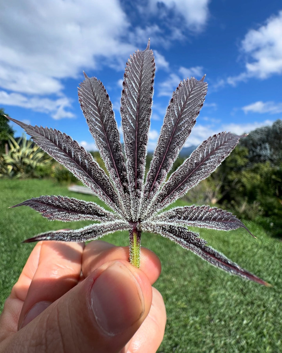 
                  
                    Umami Seed.co - Purple Ink
                  
                