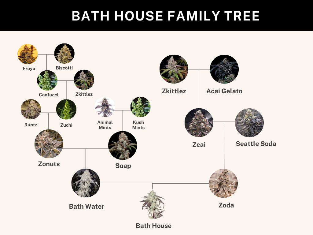
                  
                    Umami Seed.co - Bath House
                  
                