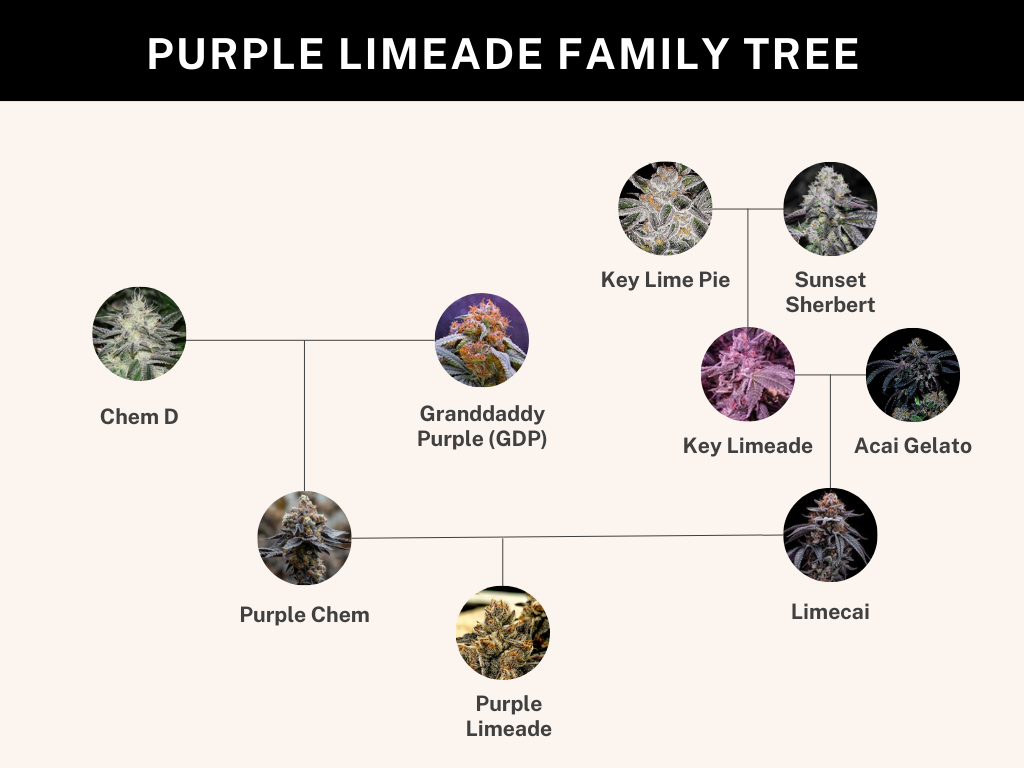 
                  
                    Umami Seed.co - Purple Limeade
                  
                