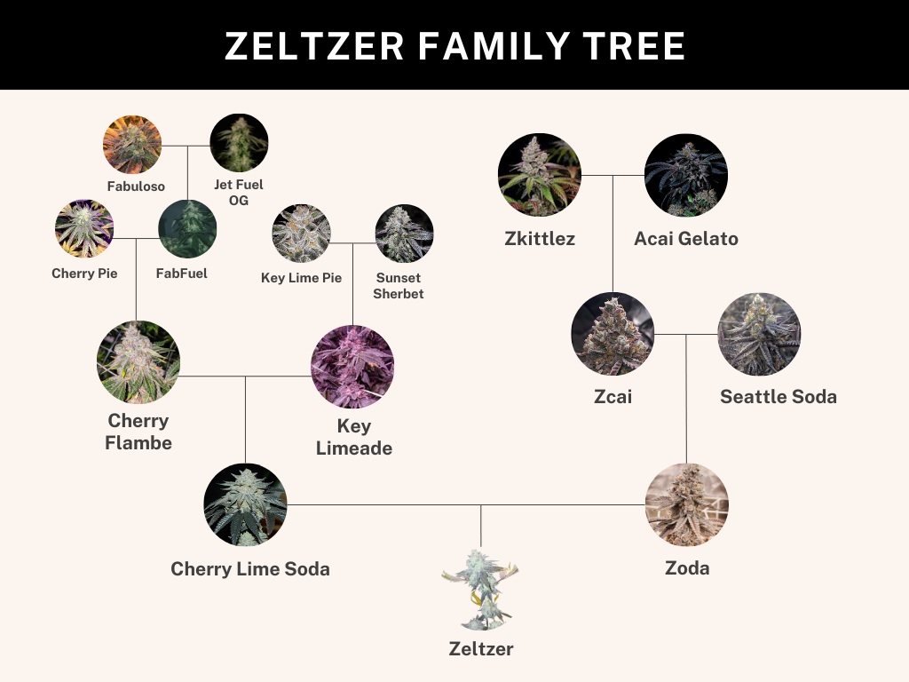 
                  
                    Umami Seed.co - Zelzer
                  
                