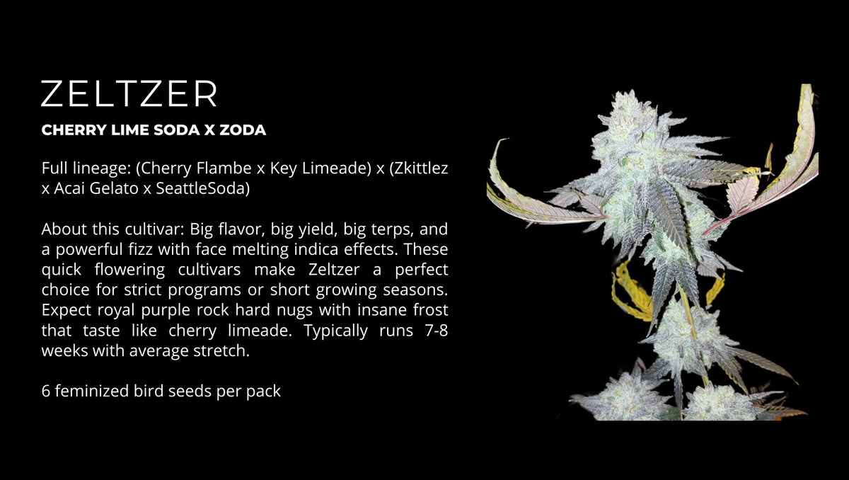 
                  
                    Umami Seed.co - Zelzer
                  
                