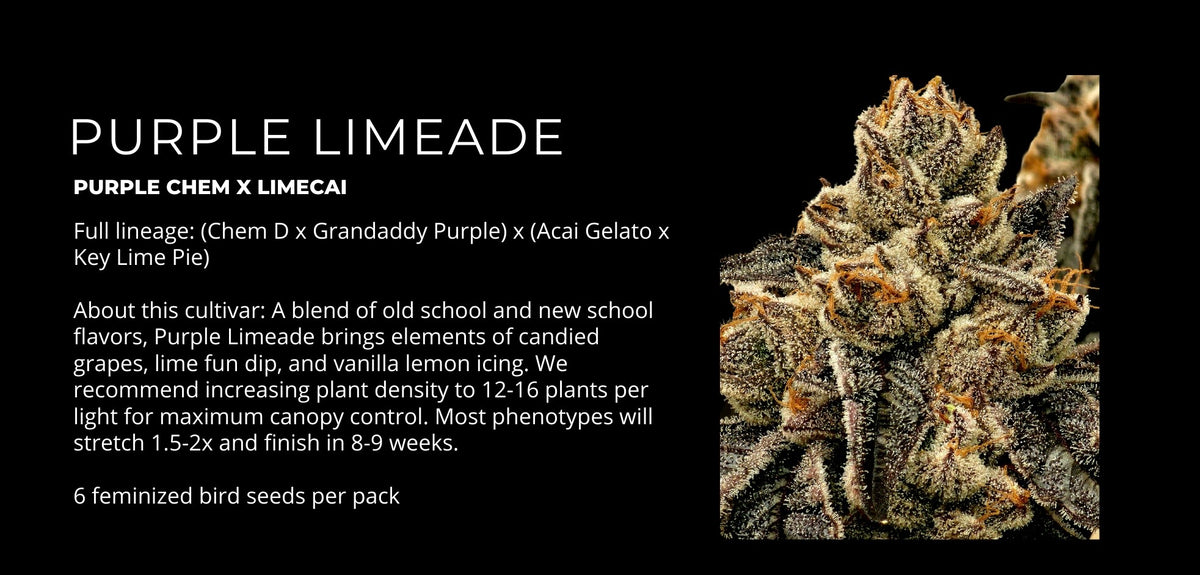 
                  
                    Umami Seed.co - Purple Limeade
                  
                