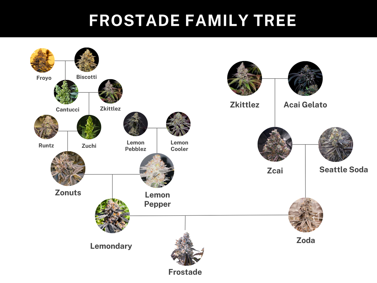 
                  
                    Umami Seed.co - Frostade
                  
                