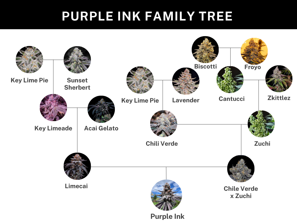 
                  
                    Umami Seed.co - Purple Ink
                  
                